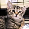 adoptable Cat in Washington, DC named Alexa