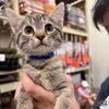 adoptable Cat in , DC named Annique