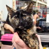 adoptable Cat in Washington, DC named Cinder