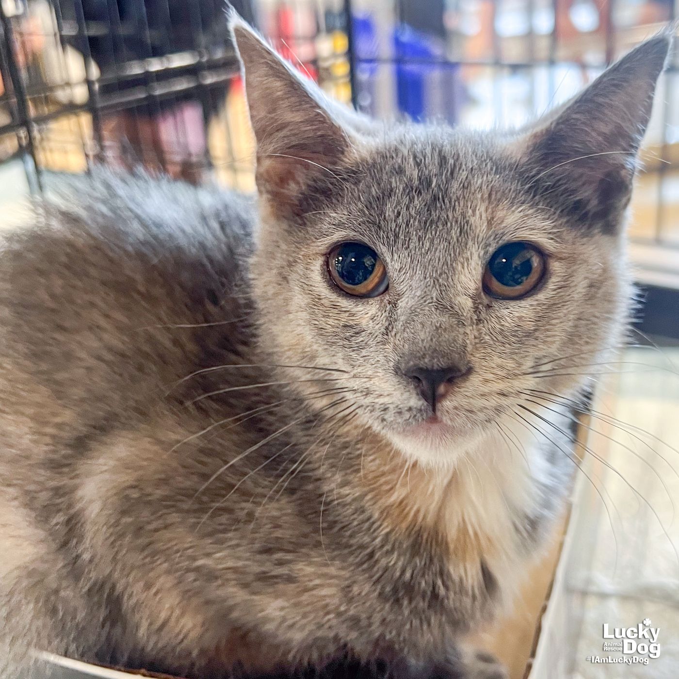 adoptable Cat in Washington, DC named Clear