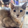 adoptable Cat in Washington, DC named Clear