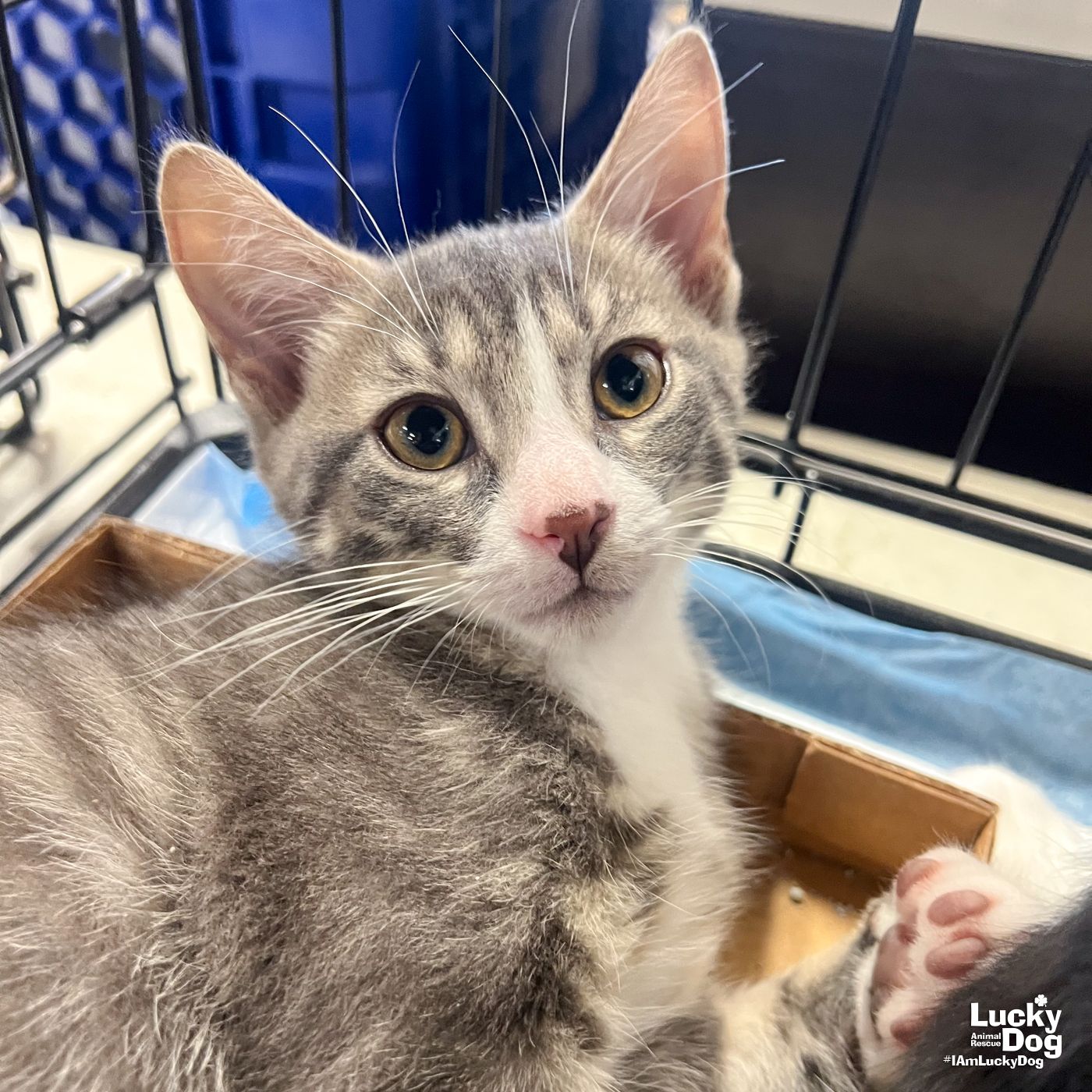 adoptable Cat in Washington, DC named Due Compass