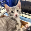 adoptable Cat in Washington, DC named Due Compass