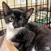 adoptable Cat in Washington, DC named Due North