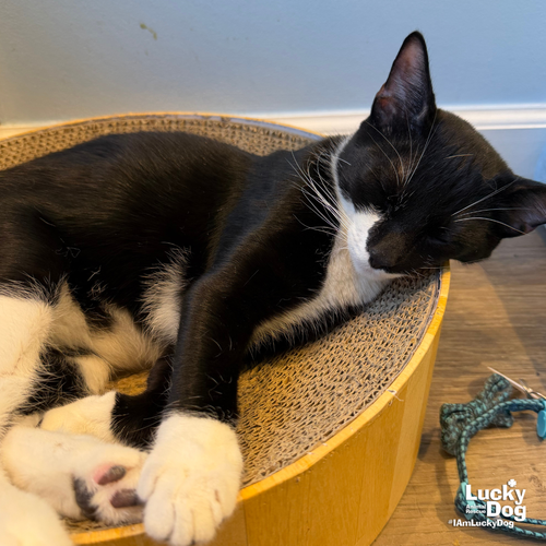 DUE NORTH - Domestic Short Hair available for adoption