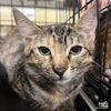 adoptable Cat in Washington, DC named Due South