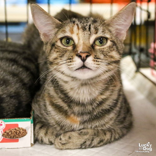 DUE SOUTH - Domestic Short Hair available for adoption