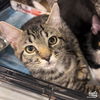 adoptable Cat in Washington, DC named Due West