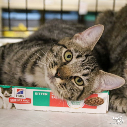 DUE WEST - Domestic Short Hair available for adoption
