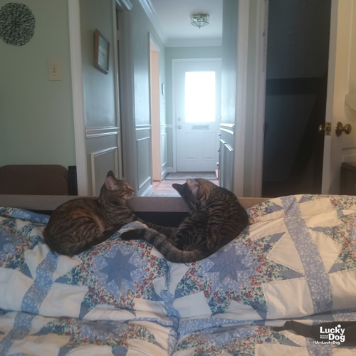 DUE WEST - Domestic Short Hair available for adoption