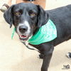 adoptable Dog in  named Kirkley