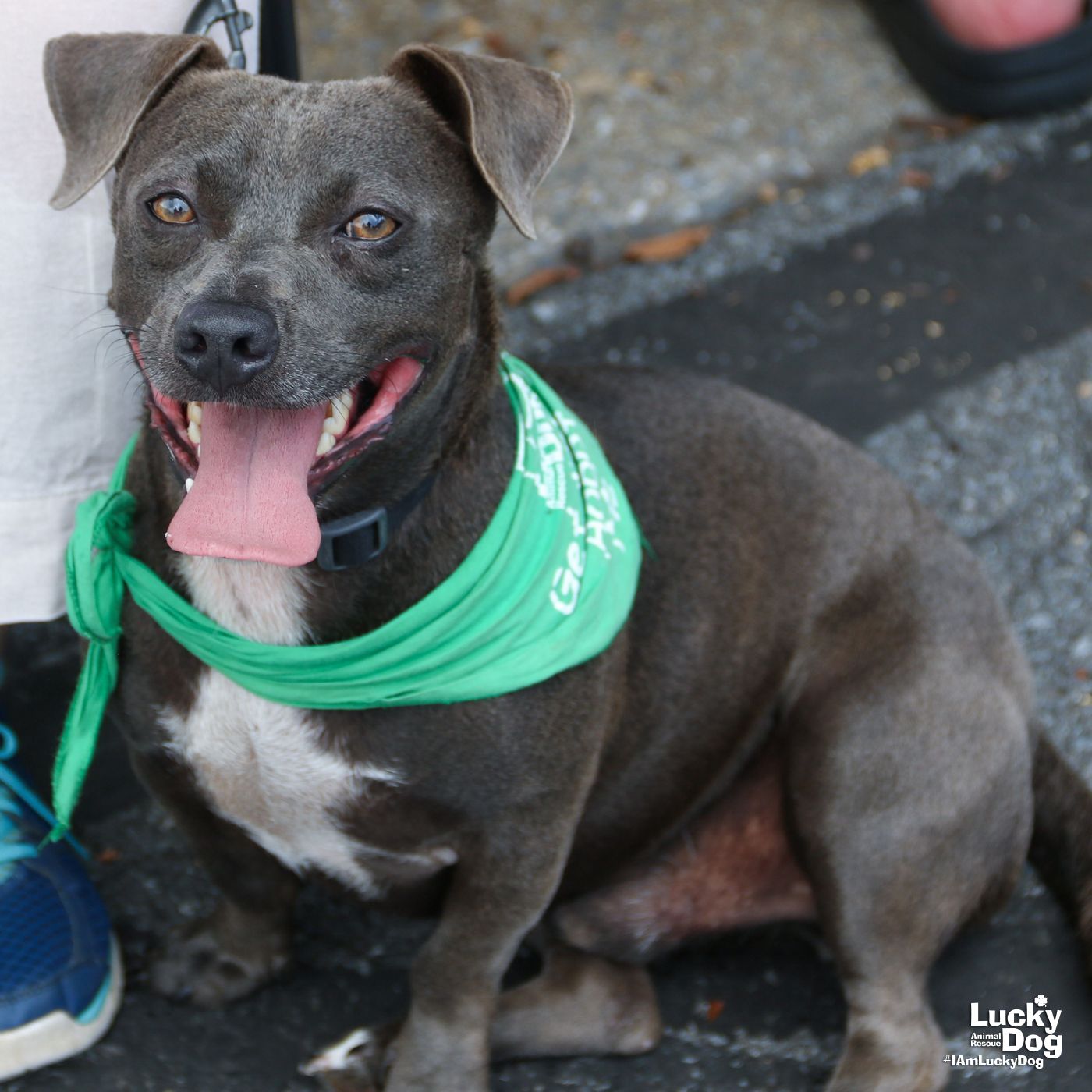 adoptable Dog in Washington, DC named Cyrus