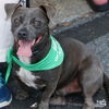adoptable Dog in  named Cyrus