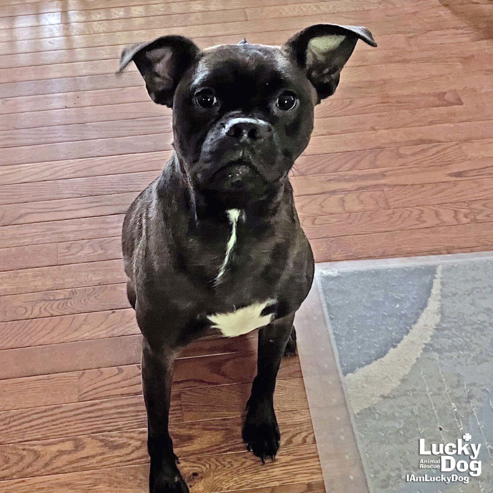 adoptable Dog in Washington, DC named Jace