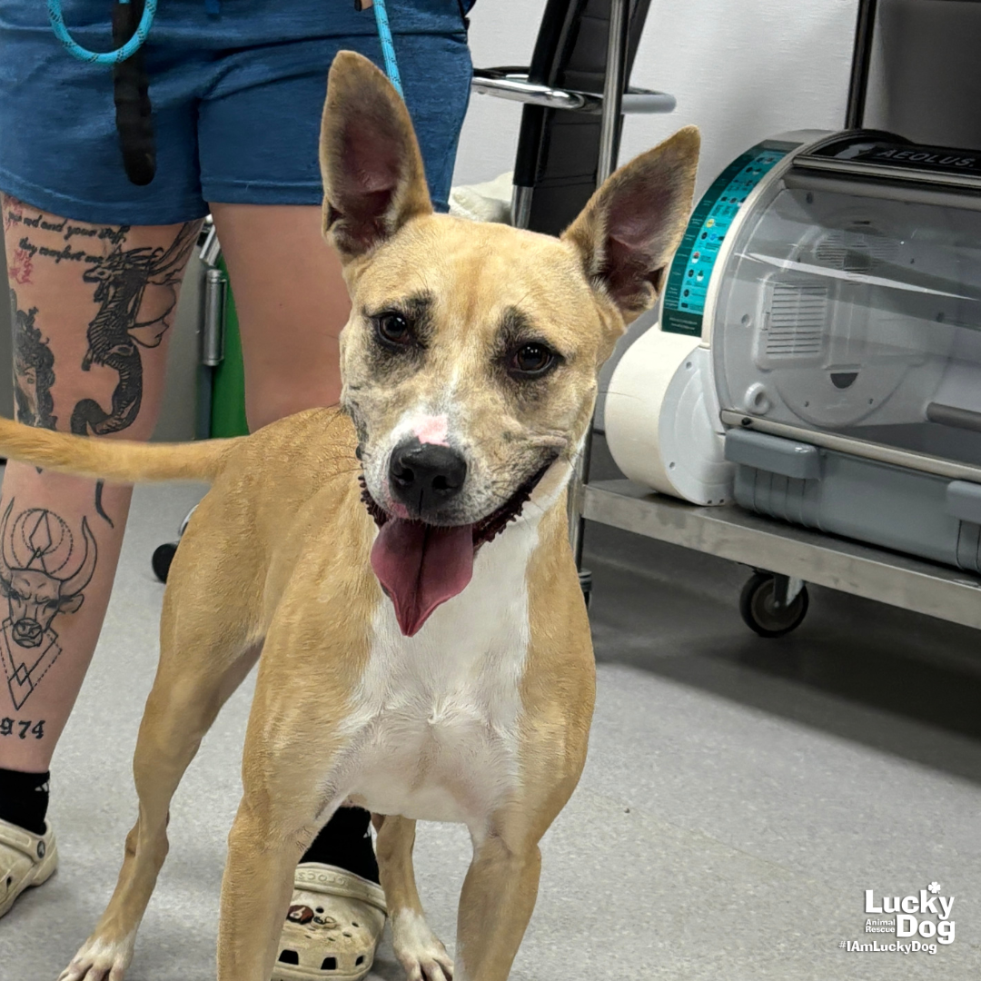 adoptable Dog in Washington, DC named Penelope
