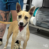 adoptable Dog in  named Penelope