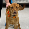 adoptable Dog in Washington, DC named Libby