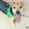 adoptable Dog in Washington, DC named Dax