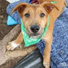 adoptable Dog in Washington, DC named Dallas