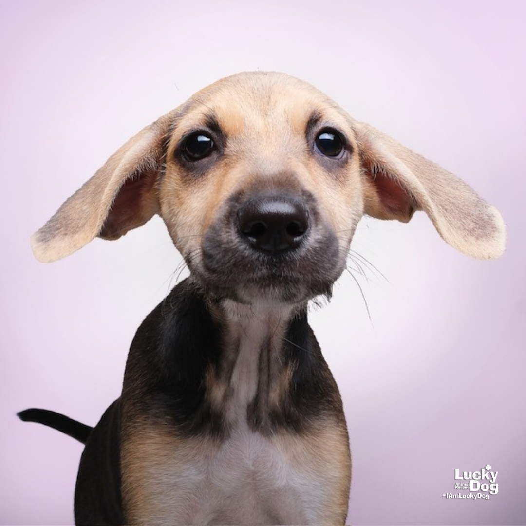 adoptable Dog in Washington, DC named Demie