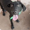 adoptable Dog in  named Cuba