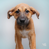 adoptable Dog in Washington, DC named Dylan
