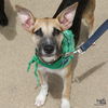 adoptable Dog in Washington, DC named Dixie