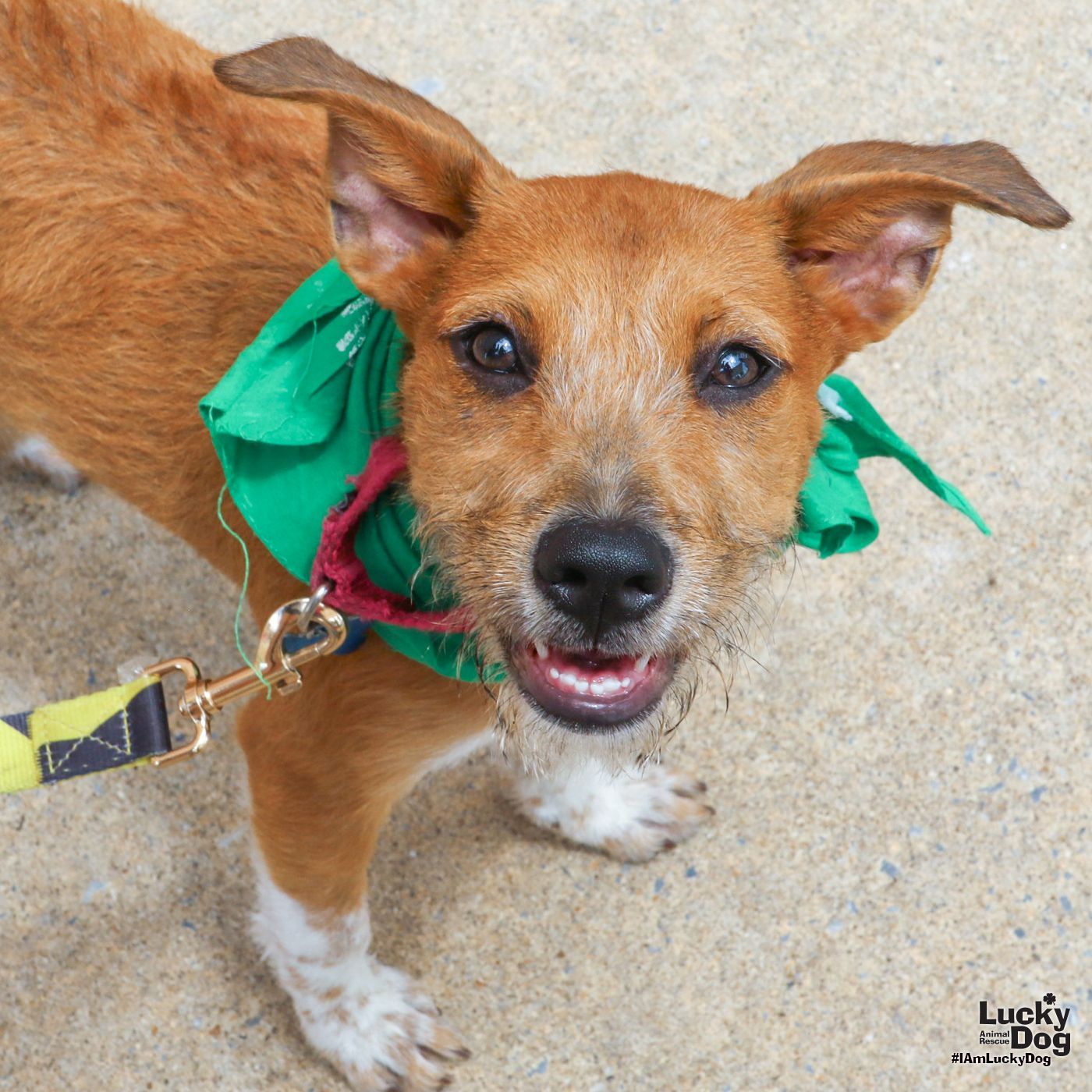 adoptable Dog in Washington, DC named Diana