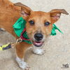 adoptable Dog in Washington, DC named Diana