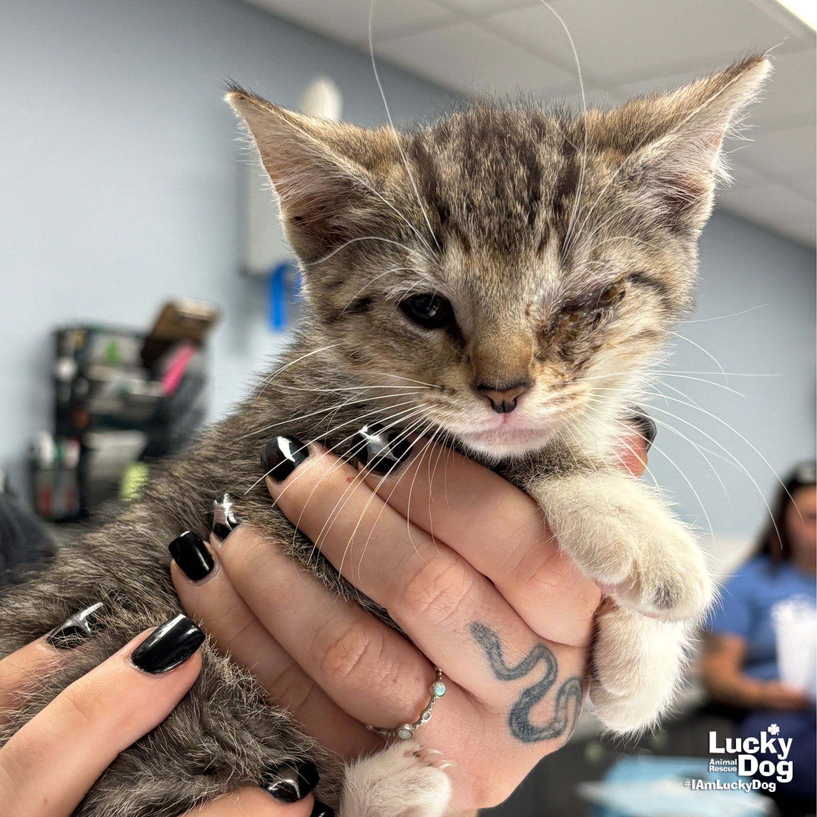 adoptable Cat in Washington, DC named Tilla