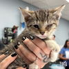 adoptable Cat in Washington, DC named Tilla