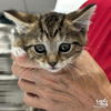 adoptable Cat in Washington, DC named Tristan