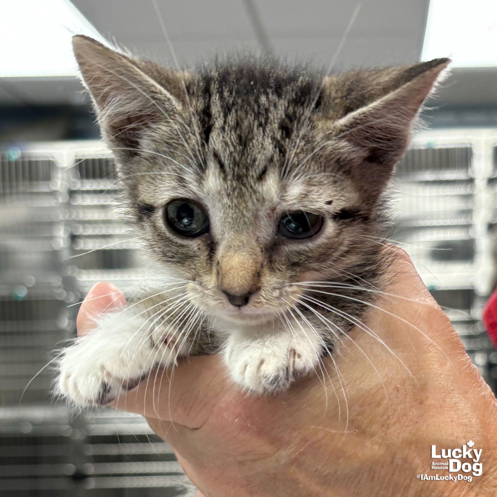 adoptable Cat in Washington, DC named Tatum Kitty