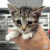 adoptable Cat in , DC named Tatum Kitty