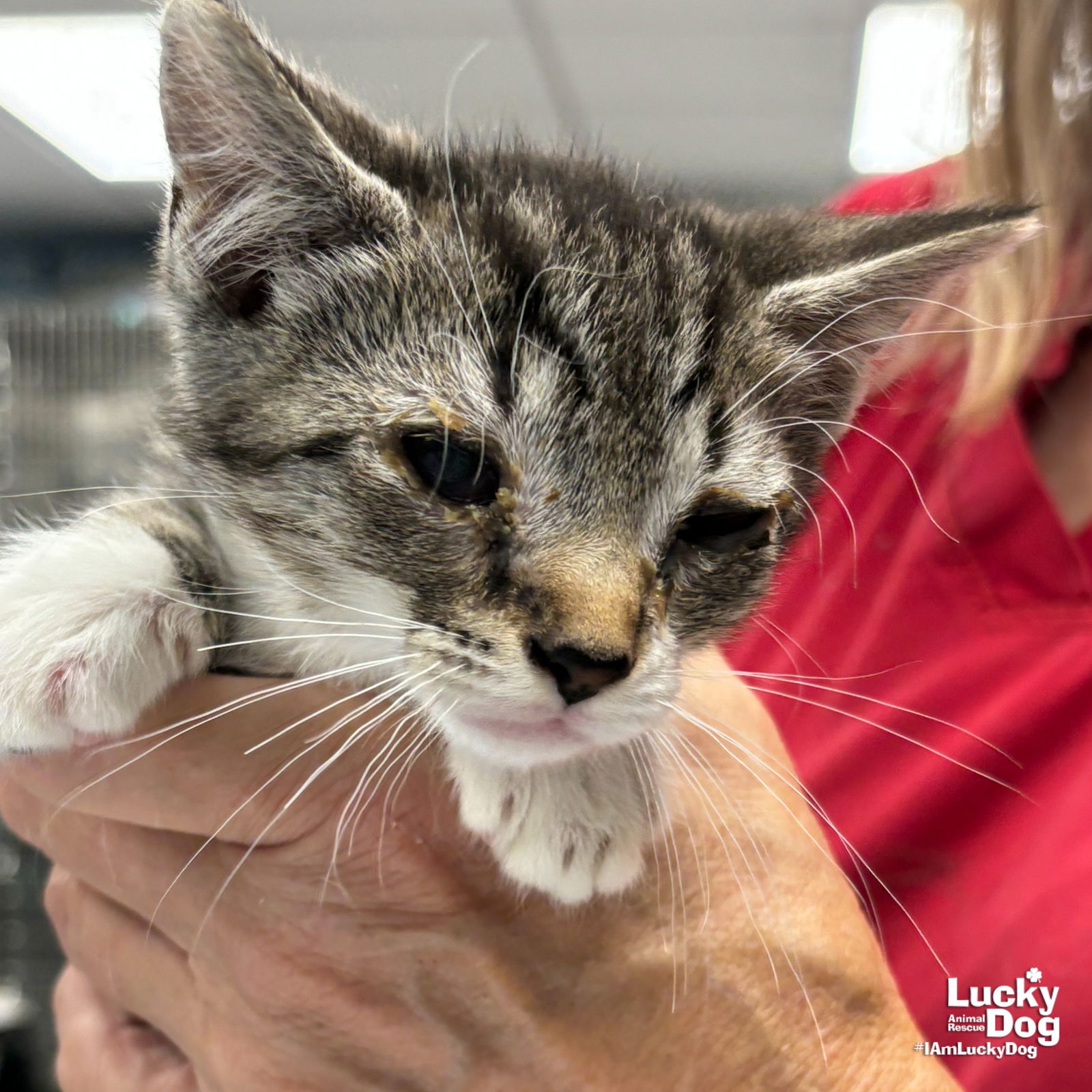 adoptable Cat in Washington, DC named Tate