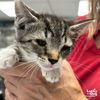 adoptable Cat in , DC named Tate