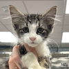 adoptable Cat in , DC named Delilah
