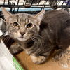 adoptable Cat in , DC named Diet Coke