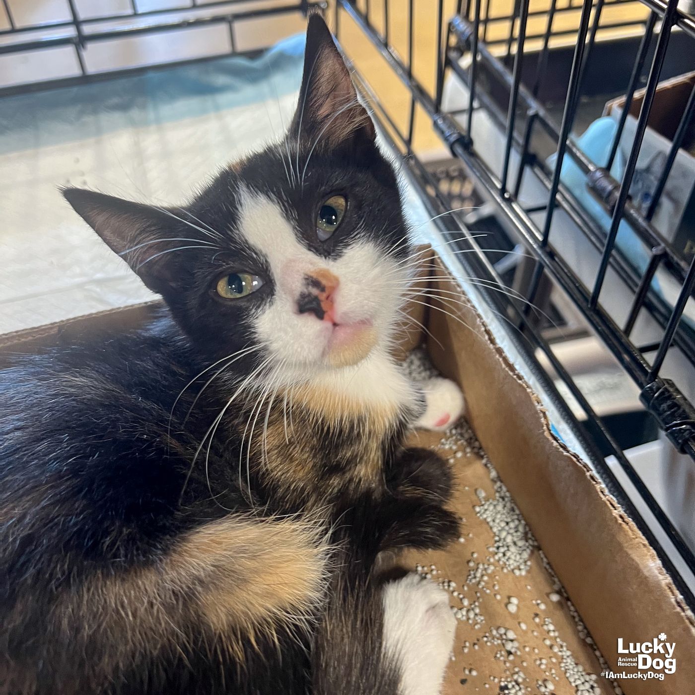 adoptable Cat in Washington, DC named Cordelia