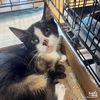 adoptable Cat in , DC named Cordelia