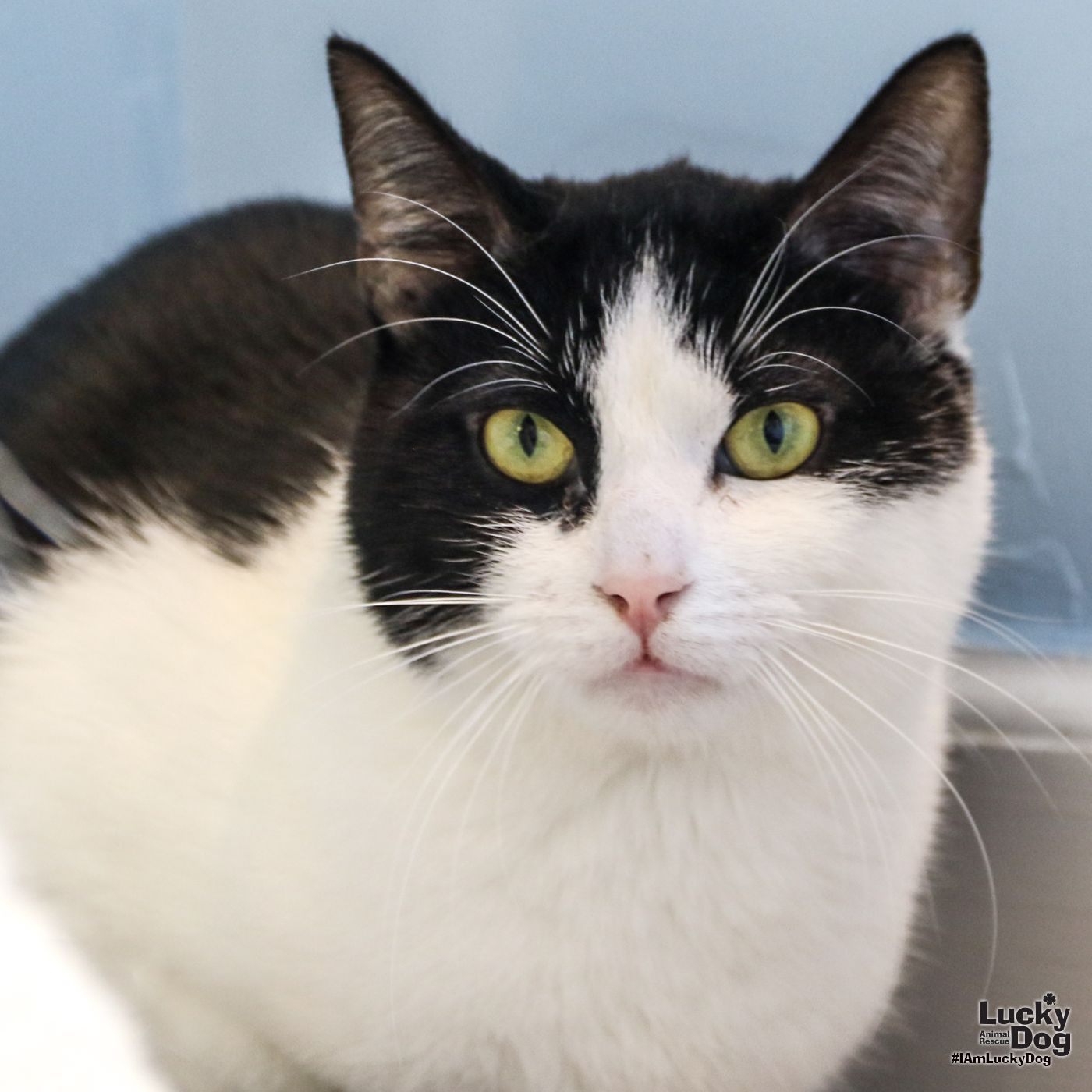 adoptable Cat in Washington, DC named Scout