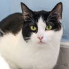 adoptable Cat in , DC named Scout