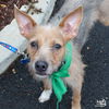 adoptable Dog in  named Dana