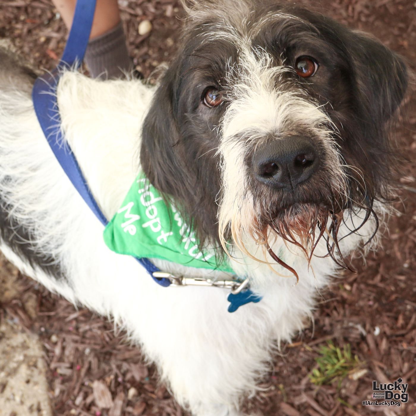 adoptable Dog in Washington, DC named Lucy