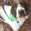 adoptable Dog in , DC named Lucy