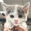 adoptable Cat in , DC named Kimberly