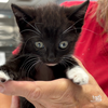 adoptable Cat in , DC named Kyla