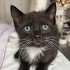 adoptable Cat in , DC named Kason