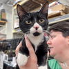 adoptable Cat in , DC named Yang