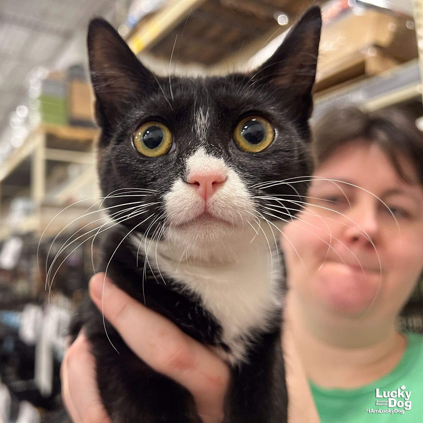 adoptable Cat in Washington, DC named Yin